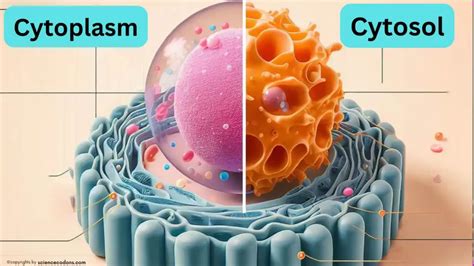 Cytosol vs cytoplasm: Difference between cytosol and cytoplasm (Full ...