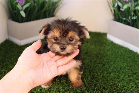 Yorkshire Terrier Puppies For Sale | Charlotte, NC #295127