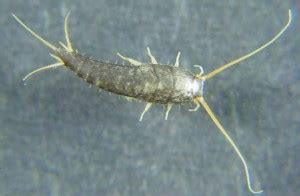 Silverfish: Habitat, Diet, Life Cycle | SchoolWorkHelper