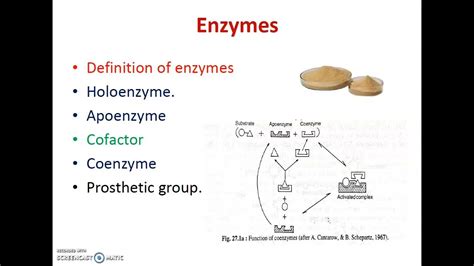 Enzymes, apoenzyme, cofactor, holoenzyme, prosthetic group. - YouTube