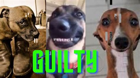 Guilty Dog Face Reaction Guilty Dogs /Video Compilation /2020 - YouTube