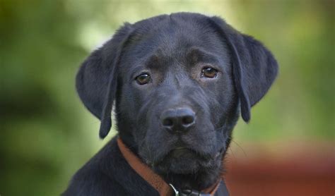 Black Lab - Your Guide To The Black Labrador Retriever - The Labrador Site