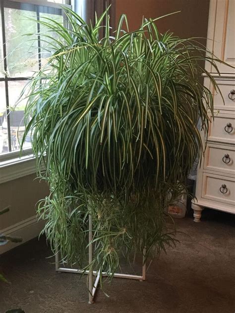 Spider plants need a stand. | Plants, Spider plant indoor, Spider plants