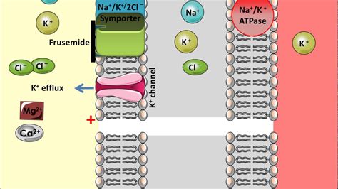 Furosemide Mechanism Of Action