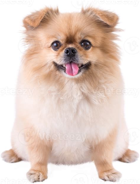 Cute puppies Pomeranian Mixed breed Pekingese dog sitting 9886093 PNG