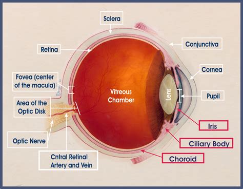 Patient Guides - Uveitis.org | OIUF