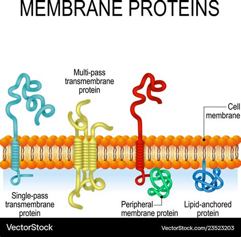 Membrane proteins Royalty Free Vector Image - VectorStock