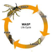 alien Mordrin communication life cycle of wasps nest Persistent sarcoma ...