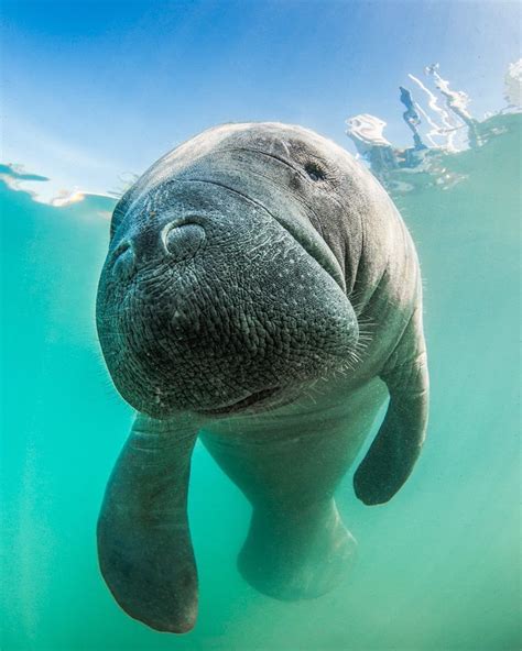 Manatee Baby Name / Baby Manatees Manatees - Remember manatees are also ...