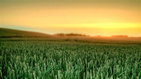 Green Field Wallpapers - Top Free Green Field Backgrounds - WallpaperAccess