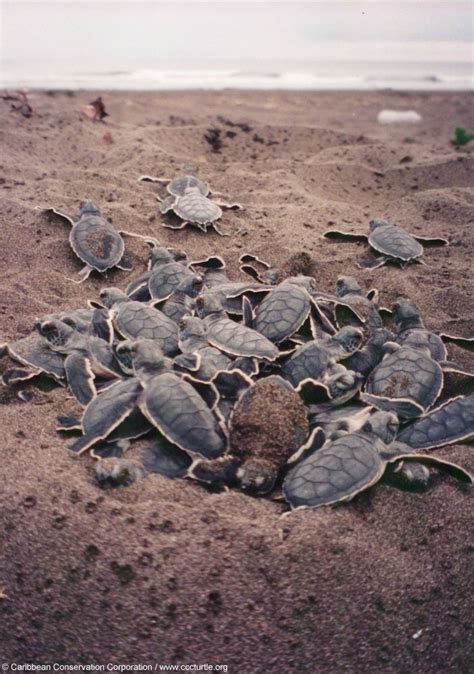 sea turtle hatchlings | Sea Turtles | Pinterest