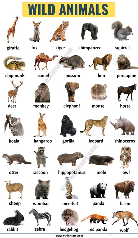 Wild Animals: List of 140+ Wild Animals Names in English - ESL Forums