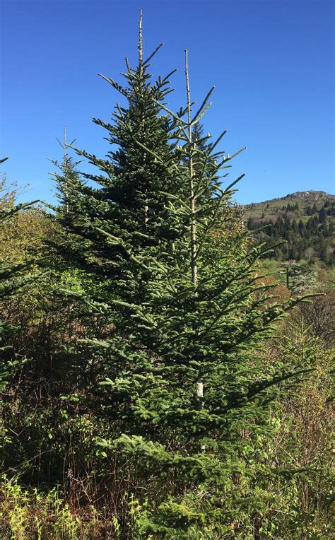 Fraser Fir Seedlings – Dry Rock Trees & Nursery