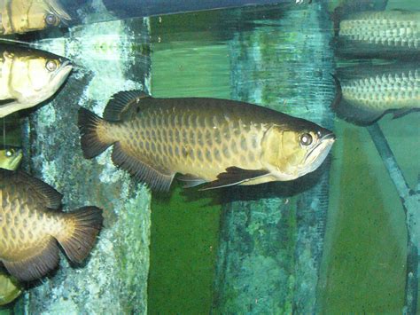 The Online Zoo - Asian Arowana