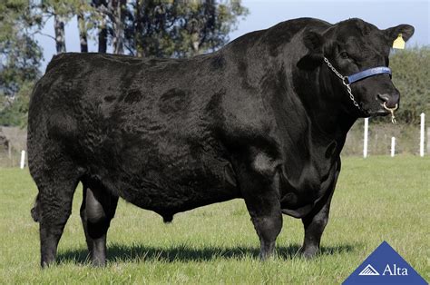 Aberdeen Angus. | Beef cattle, Cattle farming, Cattle