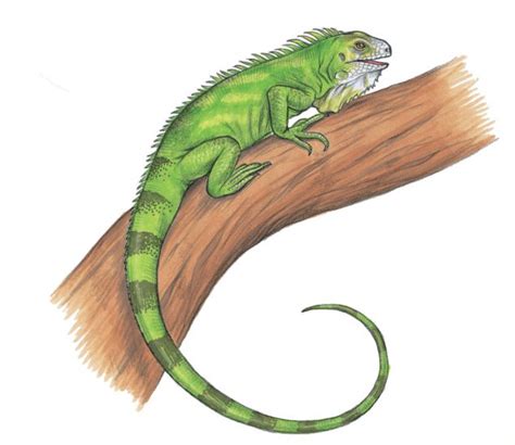 Free Green Iguana Cliparts, Download Free Green Iguana Cliparts png ...