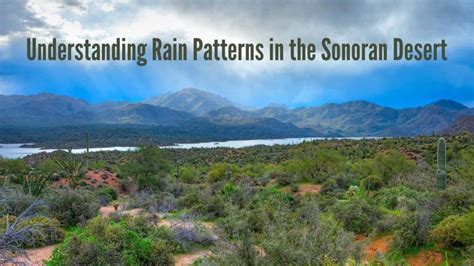 Understanding Rain Patterns in The Sonoran Desert | CC Sunscreen