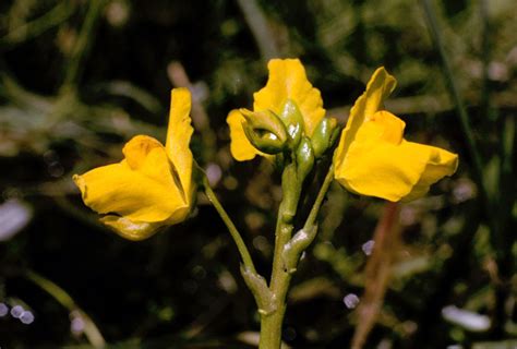 Common bladderwort