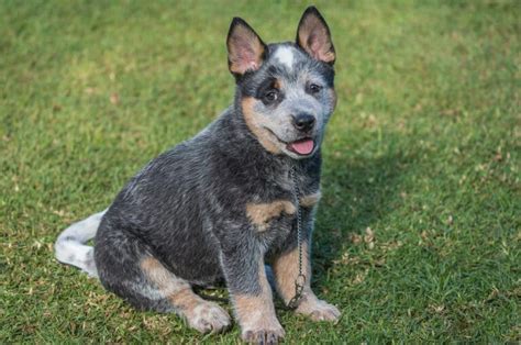 How Big Do Blue Heeler Dogs Get? | Dog Food Care