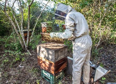 Guide to Feeding Bees Sugar Water - Beekeeping 101