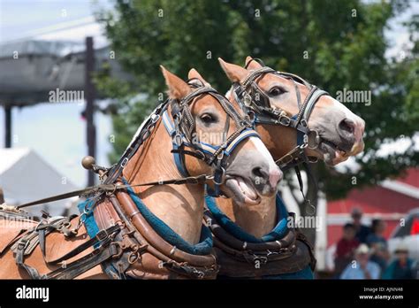 Horses at a fair competing in a horse pulling contest Stock Photo - Alamy