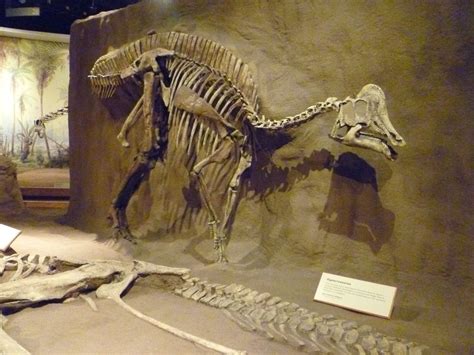 Hypacrosaurus altispinus. Royal Tyrrell Museum, Drumheller, Alberta ...