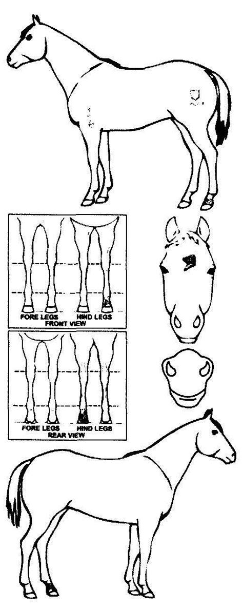 iCompete - Animal Details