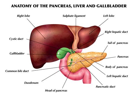 Anatomy Pancreas Liver Infographics 8441476 Vector Art at Vecteezy