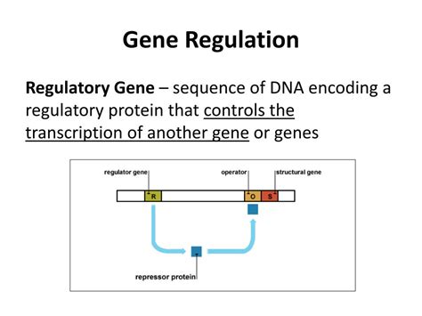 PPT - Gene Regulation PowerPoint Presentation, free download - ID:2206773