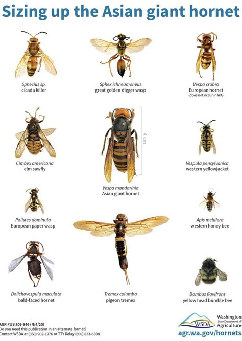 Murder hornets size chart. More information at https://www ...