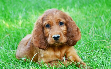 Irish Setter Dog Info, Puppies, Temperament, Mixes, Pictures