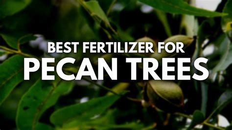 What is the Best Fertilizer for Pecan Trees | More Pecans For Sure ...