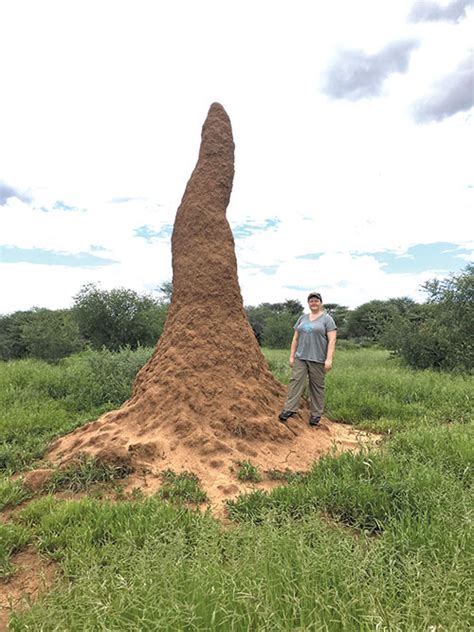 Termite Mounds Hide Secrets to Sustainable Buildings of the Future | IIBEC