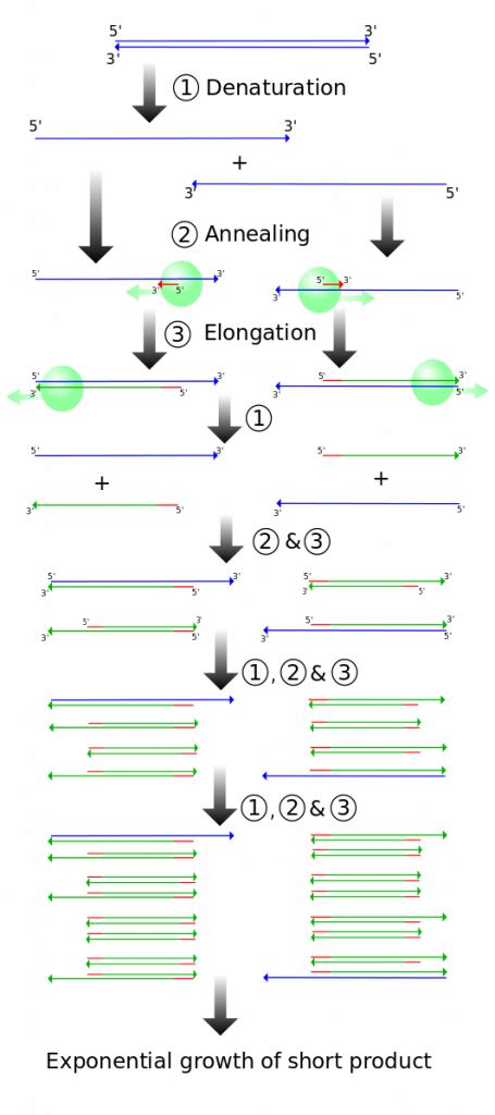 Describe the Three Main Steps in Dna Profilin Using Pcr - GretakruwCline