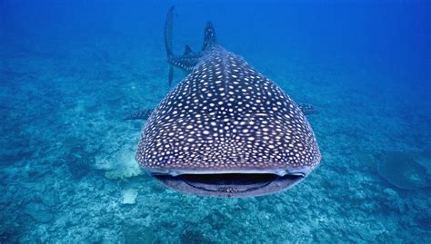 Whale Shark Conservation, Indian Ocean – Explorers Against Extinction