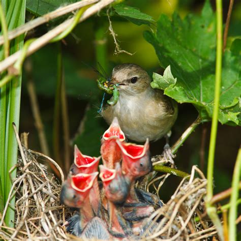 How To Feed Dog Food To A Baby Bird at Randal Sullivan blog