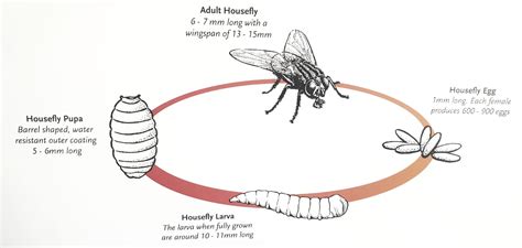 Fly Life Cycle Chart