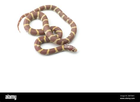 White-black King snake isolated on white background Stock Photo - Alamy