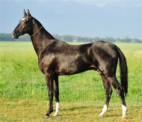 Black Akhal teke stallion, Karabek. | Beautiful horses, Race horse ...