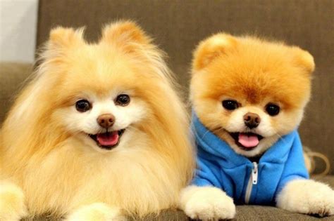 Tải +9999 Hình Nền Cho Máy Tính Dễ Thương Đẹp Nhất Năm 2018 | Perritos ...