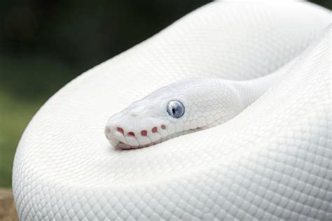 Top 15 can you breed two blue eyed leucistic ball python 2022