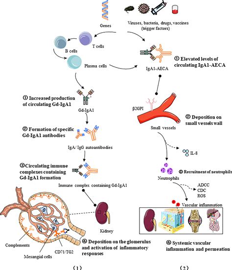 Frontiers | IgA vasculitis update: Epidemiology, pathogenesis, and ...