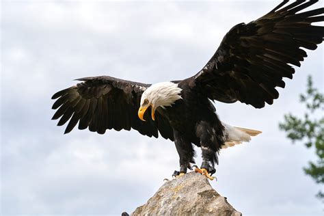 The Significance of Bald Eagles in the United States - OneNature