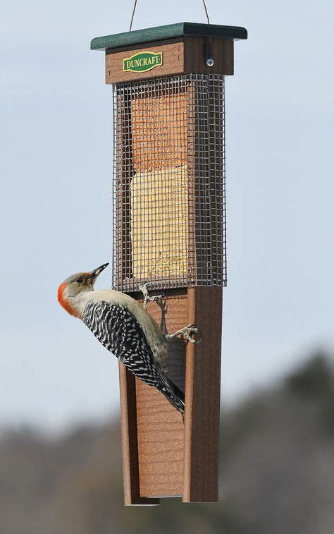 Pileated Woodpecker Suet Shield Wrap Feeder | Bird house feeder ...