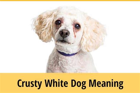 Crusty White Dogs: What is it? | ZooAwesome