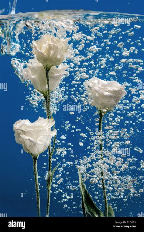 White roses inside in water on a blue background. Flowers under the ...