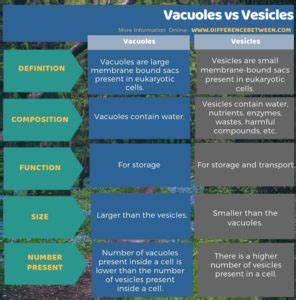 Difference Between Vacuoles and Vesicles | Compare the Difference ...