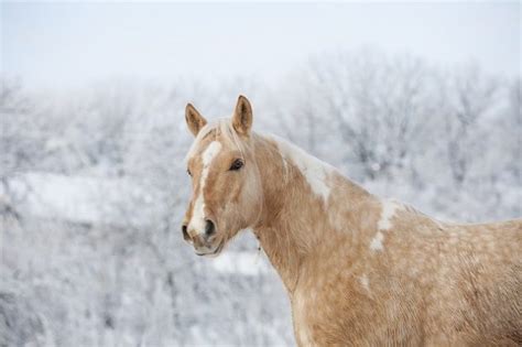 The Palomino Horse – A Quick Helpful Guide - Ranch Quarter Horses For ...