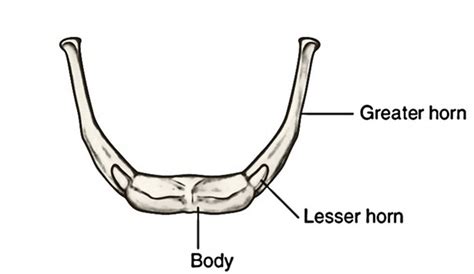 Easy Notes On 【Hyoid Bone】Learn in Just 4 Minutes!