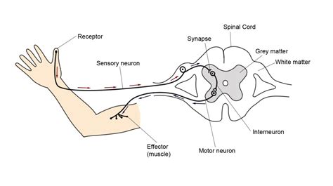 Reflex Arc Diagram No Labels